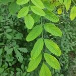 Robinia pseudoacacia Leaf