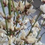 Retama raetam Fleur