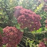 Hylotelephium spectabile Folha