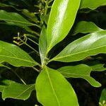 Ocotea meziana Hoja