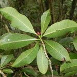 Psychotria semperflorens