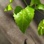 Senecio deltoideus Leaf