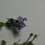 Linaria reflexa 花