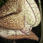 Aristolochia gorgona Altro