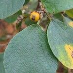 Cordia monoica ഫലം