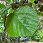 Ficus auriculata List