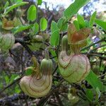 Aristolochia californica Kvet