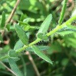 Genista germanica Blad