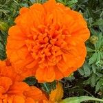 Tagetes erectaKvet