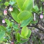 Vaccinium uliginosum Blad