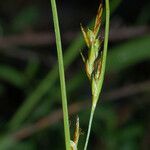 Carex distachya Fruit