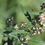 Artemisia argyi 花