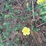 Cistus calycinus Plante entière