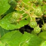 Rubus canadensis Fruit