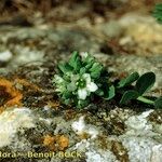 Telephium imperati موطن