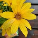 Helianthus divaricatus Цветок