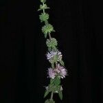 Mentha pulegium Blatt