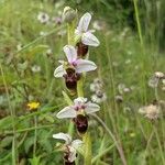 Ophrys scolopax Fiore