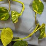 Epipremnum aureum Hoja