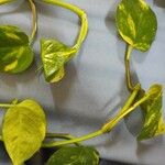 Epipremnum aureum Лист