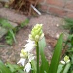 Allium pendulinum Цветок