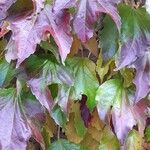 Parthenocissus tricuspidata Blad