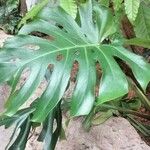 Monstera deliciosa Blad