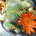 Rebutia muscula Yaprak