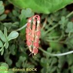 Coronilla vaginalis Fruit