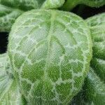 Episcia cupreata Лист