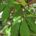 Stranvaesia nussia Leaf