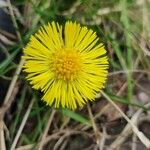 Tussilago farfara Bloem