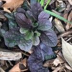Salvia lyrata Leaf
