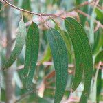 Eucalyptus viminalis 葉