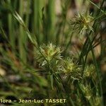 Juncus capitatus Virág