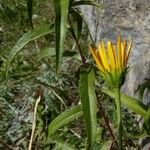 Buphthalmum salicifolium Alkat (teljes növény)