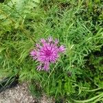 Centaurea scabiosaFlower