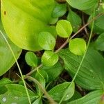 Linnaea borealis Hostoa