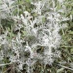 Artemisia maritima Leaf