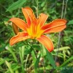 Hemerocallis fulvaFlor