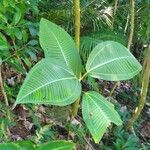 Miconia calvescens Leaf