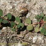 Euphorbia chamaesyce Yeri