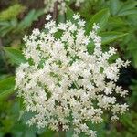 Sambucus canadensis Liść