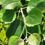 Populus × canescens Lapas