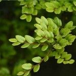 Nothofagus solandri Folha