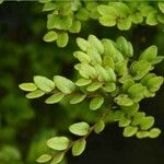 Nothofagus solandri Blad