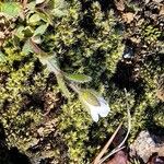 Cerastium alpinumFlors