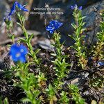 Veronica fruticansFlower