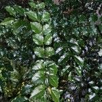 Fraxinus griffithii Leaf