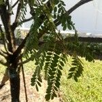 Senna surattensis Hoja